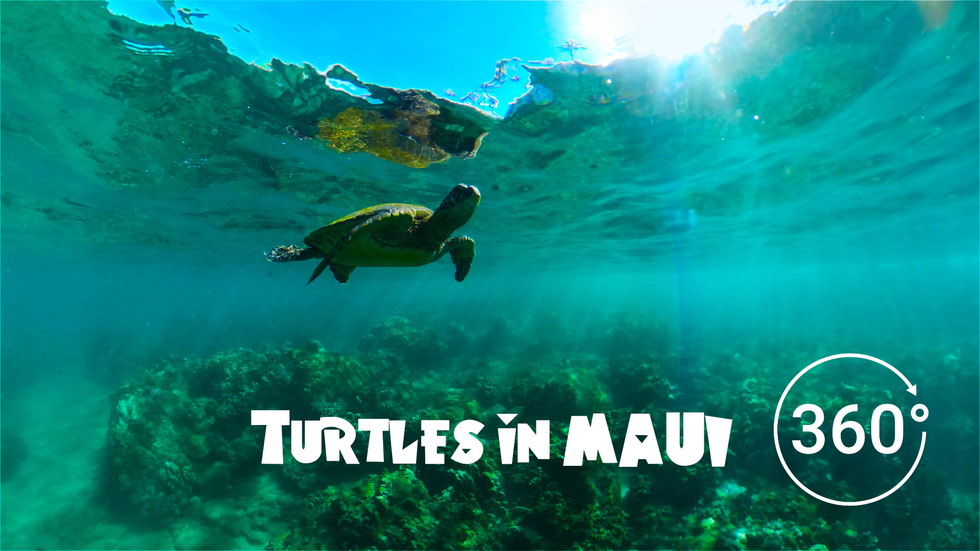 Maui sea turtles underwater 360 video Immersive experience